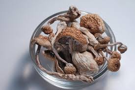 Golden Teacher